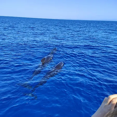 Avec Rez De Jardin Six-Fours-les-Plages